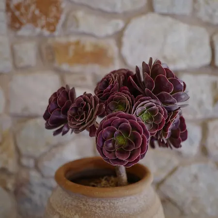 Hotel Phisis Nature Retreat