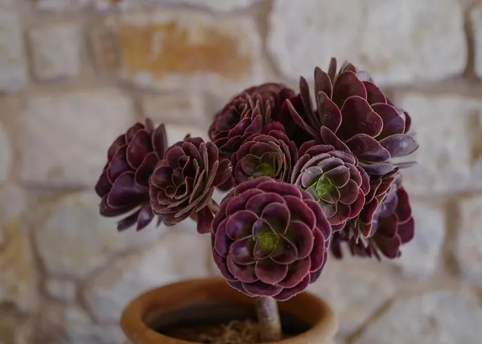 Hotel Phisis Nature Retreat